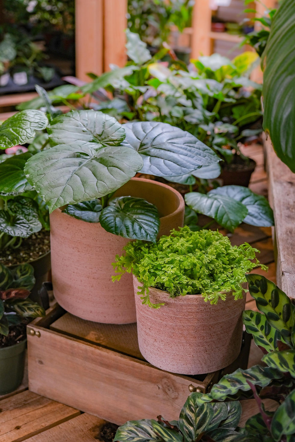 Indoor Plants Bylands Garden Centre West Kelowna